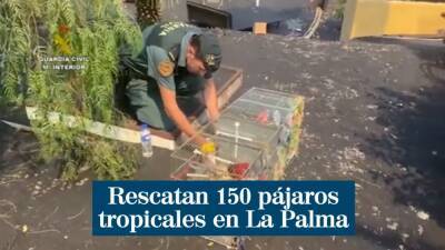 В Испании обнаружили 150 тропических птиц в одном из покинутых домов - allspain.info - Испания