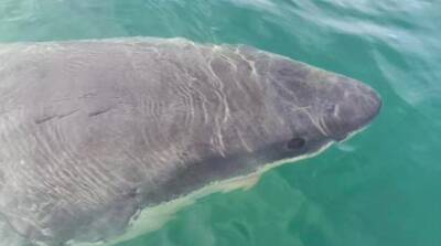 У берегов Испании объявилась белая акула - noticia.ru - Испания