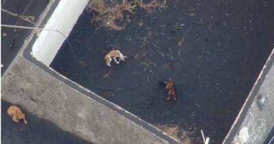 Четыре собак спасли из лавового плена в Испании (видео) - focus.ua - Украина - Испания