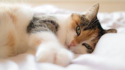 ¿Quieres dormir con tu gato? Ventajas y riesgos que debes conocer - allspain.info
