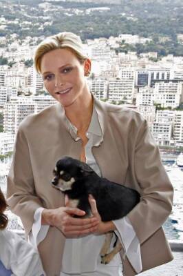 Fallece Monte, el chihuahua de Charlene de Mónaco, tras un atropello - allspain.info