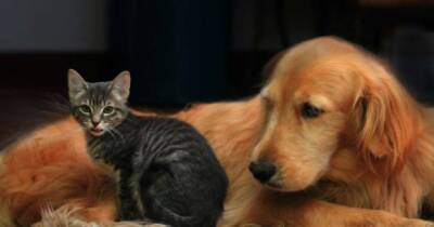 Estudios sobre perros y gatos: ¿cuál es más inteligente? - allspain.info