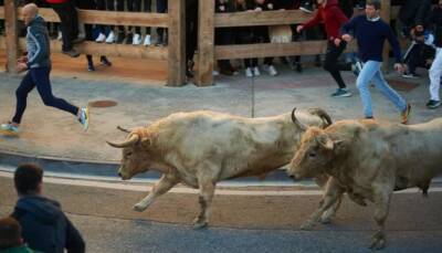 В Испании возобновили известные забеги быков - есть первая жертва - ukrinform.ru - Испания - Онда