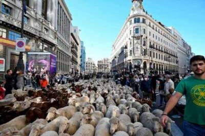 Ежегодный прогон овец собирает толпы в Мадриде - skuke.net - Испания - Мадрид