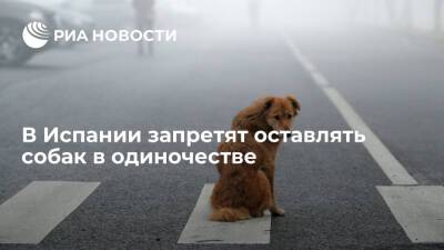 В Испании запретят оставлять собак одних дома более чем на 24 часа - ria.ru - Испания - Москва