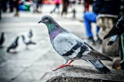 В Барселоне можно стать спонсором голубей с площади Plaza Catalunya - espanarusa.com