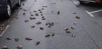 На северо-западе Испании расследуют массовую гибель птиц - noticia.ru - Испания