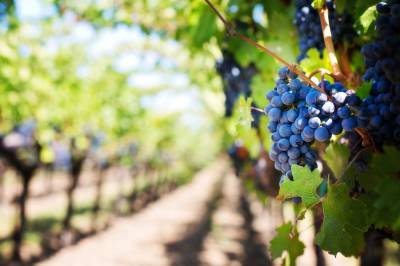 Испания лидирует в мире по производству экологически чистого вина - espanarusa.com - Испания