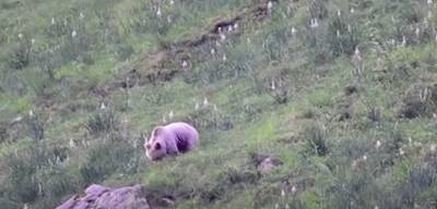 В испанских Пиренеях проснулись медведи - noticia.ru