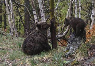 В Пиренеях Испании из спячки вышли медведи - catalunya.ru - Испания