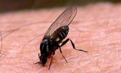 Болезненный укус: черная муха снова в Испании - allspain.info - Испания