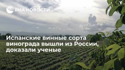 В Курчатовском институте доказали, что испанские винные сорта винограда пошли из России - ria.ru - Россия - Испания - Москва
