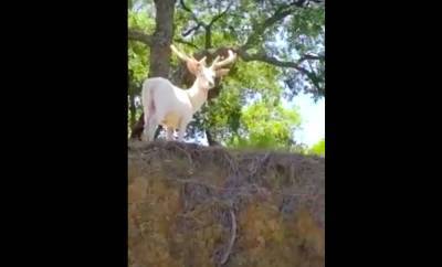 В Испании из леса вышел белый олень с розовыми рогами - noticia.ru - Испания