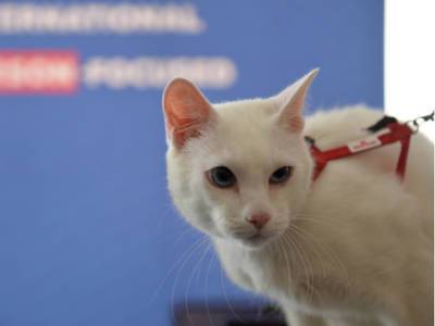 Эрмитажный кот Ахилл предсказал Испании победу над Швейцарией на Евро-2020 - rosbalt.ru - Россия - Италия - Испания - Бельгия - Турция - Санкт-Петербург - Швейцария - Финляндия
