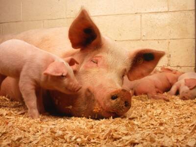 Ужасы в Испании: свиньи-матери вынуждены смотреть, как их дети умирают в агонии - unn.com.ua - Украина - Испания - Киев