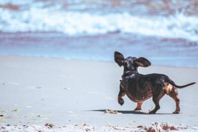 4 лучших dog friendly пляжа Испании - espanarusa.com - Испания