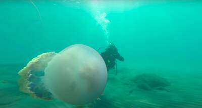 У берегов Испании появились гигантские медузы - noticia.ru - Испания