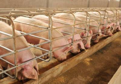 В Испании хотят ограничить поголовье свиней - catalunya.ru - Испания