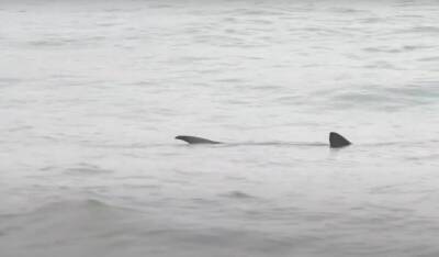 Двухметровая акула устроила переполох на испанском пляже - noticia.ru