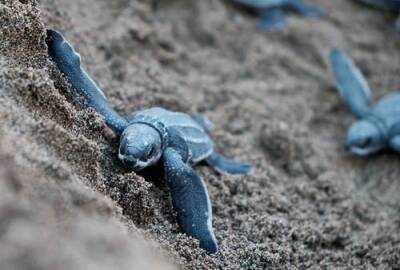 Морские черепахи облюбовали пляжи Аликанте - espanarusa.com
