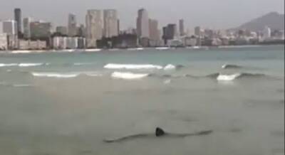 Редкий вид акулы вызвал панику среди туристов в Испании - eadaily.com - Испания