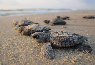 На каталонских пляжах найдено рекордное количество гнёзд морских черепах - catalunya.ru - Испания