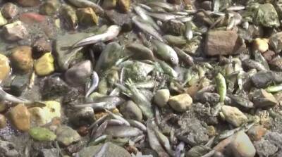 Пляжи в Мурсии усеяны мёртвыми рыбами - noticia.ru - Испания