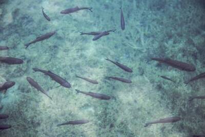 На берегу моря на юго-востоке Испании нашли мертвыми тысячи рыб - argumenti.ru - Испания - Екатеринбург