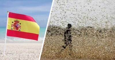 Тревожный сигнал прозвучал для туризма Испании: на курортах началась атака чёрных мух, туристы разбегаются в панике - reendex.ru - Испания