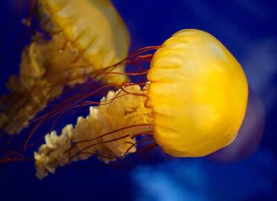 Гигантские медузы появились у берегов Коста-дель-Соль в Испании - allspain.info - Испания