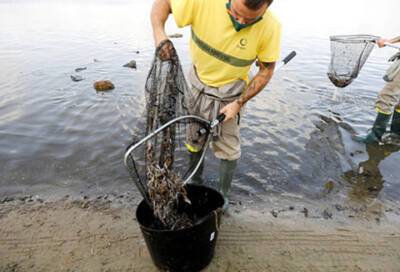На берег Испании выбросило четыре тонны мёртвой рыбы - online47.ru - Испания