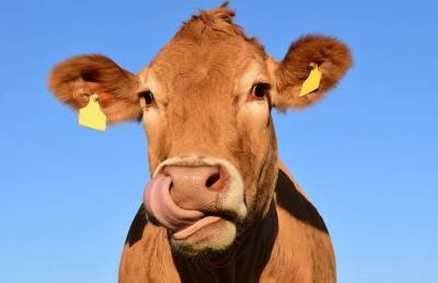 Корова в Испании показала туристам дорогу и попала на видео - ont.by - Испания - Белоруссия - Беларусь