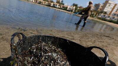 Траур по мёртвой рыбе в Испании - ru.euronews.com - Испания - Сша - Армения - Белоруссия - Венгрия - Афганистан