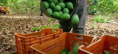 Пару из Украины подозревают в краже 300 кг авокадо в Аликанте - noticia.ru - Украина