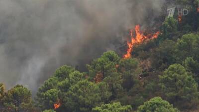 В Испании тушат лес в туристической Малаге, один пожарный погиб - 1tv.ru - Испания