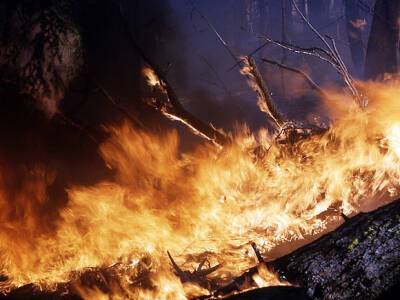 В Испании две тысячи человек эвакуированы из-за лесных пожаров - rosbalt.ru - Италия - Испания - Греция - Турция - Черногория - Македония - Алжир - Эстепон