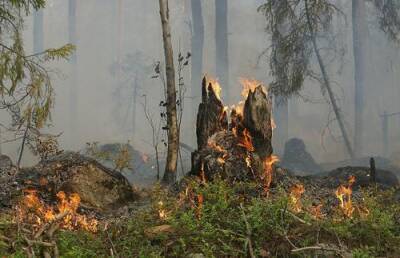 В Испании из-за лесных пожаров пришлось эвакуировать 2000 человек - argumenti.ru - Испания - Эстепон