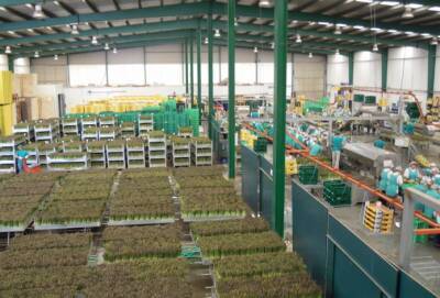 В Испании строят завод, способный переработать 120 т спаржи в день - agroportal.ua - Украина - Испания