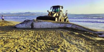 На испанский пляж выбросило 14-метрового кита - noticia.ru