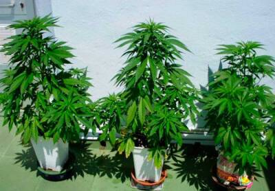 Испанцы смогут выращивать марихуану для собственных нужд - catalunya.ru - Испания