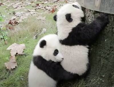 В мадридском зоопарке панда родила близнецов - noticia.ru - Китай