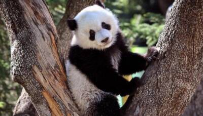 В зоопарке Мадрида родились панды-близнецы - ukrinform.ru - Испания - Мадрид - Китай