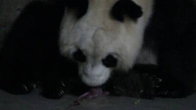 Гигантская панда в зоопарке Мадрида родила двух детенышей - allspain.info - Испания - Мадрид
