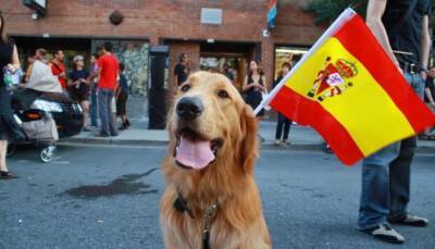 El Pais - Суды в Испании будут учитывать благополучие домашних животных во время разводов - ukrinform.ru - Испания - Мадрид