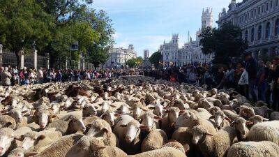 Овцы снова заполнят улицы Мадрида - espanarusa.com - Испания - Мадрид