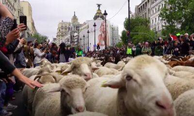 Через центр Мадрида прошли стада овец и коз - noticia.ru - Испания - Мадрид