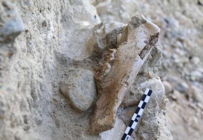 В Каталонии обнаружены останки саблезубого тигра и мамонта - catalunya.ru - Испания