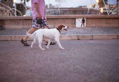 Новая зона отдыха для собак появилась в Барселоне - catalunya.ru - Испания - Каталония - county Del Norte