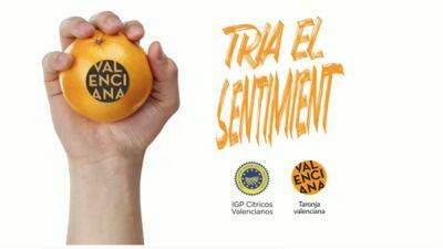 Цитрусовые из Валенсийского Сообщества будут иметь свою собственную марку - espanarusa.com - Испания