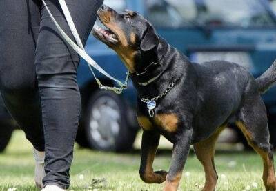 В Барселоне вводятся штрафы за выгул собак без поводков - catalunya.ru - Испания